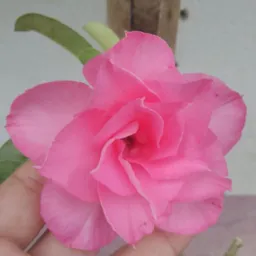 🪴JARDIM🌺E🌹CIA🌵