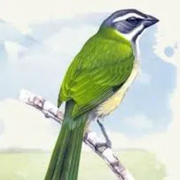 Trinca ferro zs bps