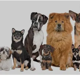 CRIADORES# DOGS TODAS RAÇAS# JUINA