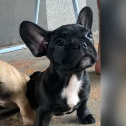 Rifa 1 BULDOGUE FRANCÊS