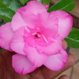 Rifas e vendas de rosas do deserto