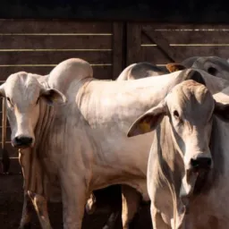 Venda e troca de animais e utensílios agrícola três palmeiras trindade e região