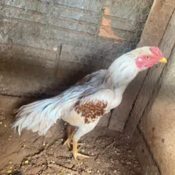 Criatório LRP galos e galinhas índia 🐔💯💱