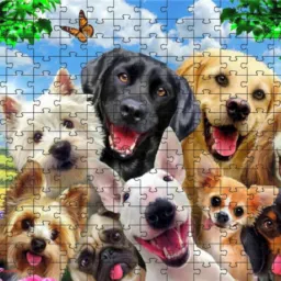 🐾🐾🐾 MINHA PAIXÃO  POR DOG 🐾🐾🐾