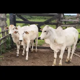 142° RIFA DE UM BEZERRO NELORE OU R$ 3000 🐂💵🙏