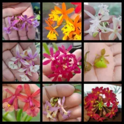 🥰ENCANTO DAS FLORES 💐(Município De Urucará)