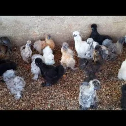 VENDA AVES 🐔🐣🍗 FORMIGA 37
