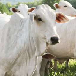 JI-PARANÁ VENDA DE GADO