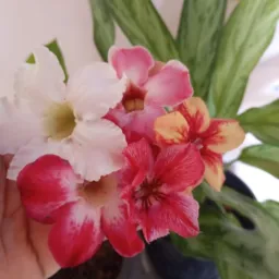 Rosas do deserto