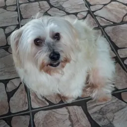 Vendas ,doações de animais toda área de santa catarina e região 🐶🐱🐹🐰🪿🐥🐓🐖🐎🐄🐟