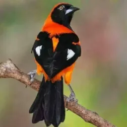 Grupos de vendas Caruaru ir região 🐔🐦‍⬛🦆🦅