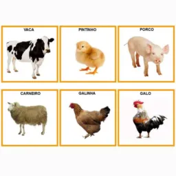 Venda de animais barreiras 🐓🐖🐄🐶🐴🦙