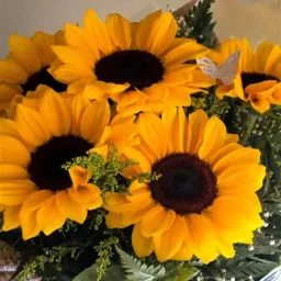 Girassol 🌻| Vendas, Trocas e Doações de Plantas e Suculentas em Saracuruna Duque de Caxias🪴📍