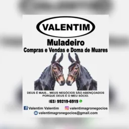 Compras e vendas Gurupi 🚀