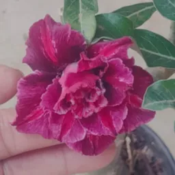 Natalia Rosas do Deserto