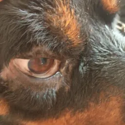 Rottweiler, urgentemente,Precisa de vida,transfusão de sangue!!!💔💔💔
