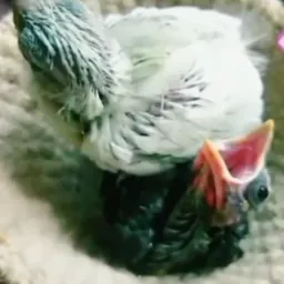 🍀 Rifa Filhote de trinca portador Opalino🥈 🎉🍀💱🎁
