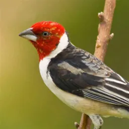 Galo de campina coleira venda