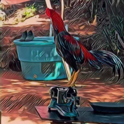 Peixes 🐠 e animais domésticos de todos os tipos