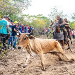 PeGa De Boi No Mato🐎
