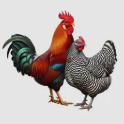 Grupo de vendas de aves de Bagé