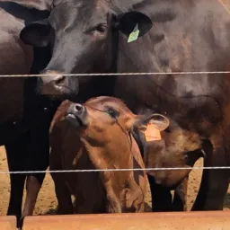 VACA H GOIÁS