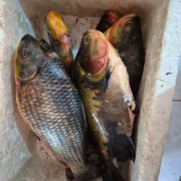 PEIXES 🐟