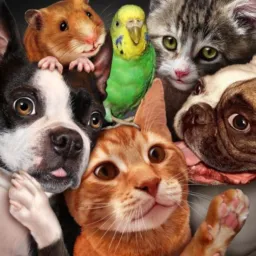 DOAÇÃO & VENDA DE PET🐕🐈🐇