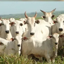 EXPOSIÇÃO DE ANIMAIS E VENDAS ( Serra da Ibiapaba e região)