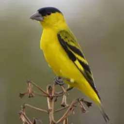 Criar e preservar Caruaru 🦜🦜🦜🐦🐦🐦