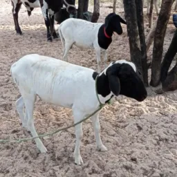 RIFAS FAZENDA ESTRELINHA⭐