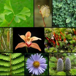 Plantas  em geral maues