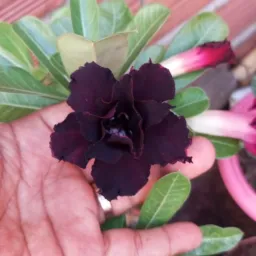 Rifas e vendas de plantas