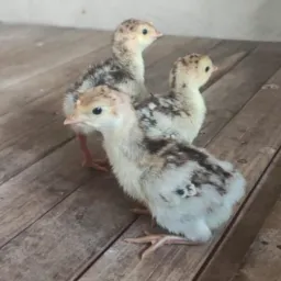 Doação de animal.jm