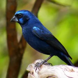 Passarinheiros de Taubaté e região 🐦‼️