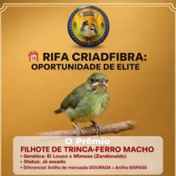 Rifa CRIADFIBRA