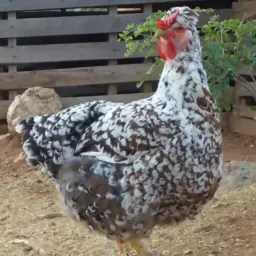 CRIADORES DE GALINHA BALÃO