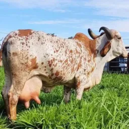 AGRO DO PARANÁ. VENDA E COMPRA DE ANIMAIS 🐴🐖🐇🐕🐈⬛🐁🫏🐄🐂🐑🐏🐐🐦🐓🦢🦆🦚🦃🐟🐤🦜🕊️🐇