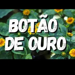 Botão-de-Ouro👗👠👖👜