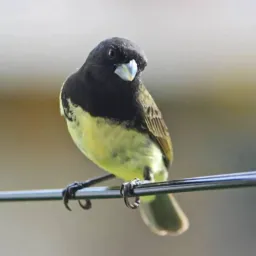 Aves Mata norte - PE🦅