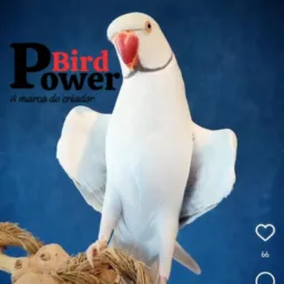 🦜*RN EXÓTICOS COM PREÇOS*🦜🚫