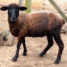Rifa de uma ovelha 🐑