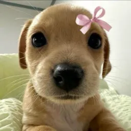 Fofocas das Girls!