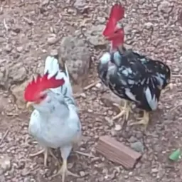 Aves Exóticas do Brasil.