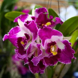 Cooperação Cattleya 🌬️🌺