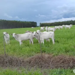 Grupo de vendas de fazenda sítio chácaras pedra preciosa soja milho vacas Garrotes