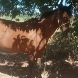 Os atuais da vaquejada🐎🐎