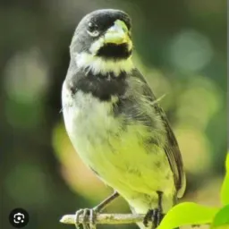 Passarinheiros Engenho novo Redondezas🐦‍⬛