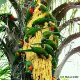 🦜👩🏻LYNKS OS PASSAROS MİGRAM NA MUDANÇA DA ESTAÇÃO FUGİNDO DO İNVERNO EM BUSCA DE OUTRO VERÃO🛐📚🔥🦜🟣📀🎙️🤝🇧🇷