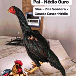 Grupo do fala mansa